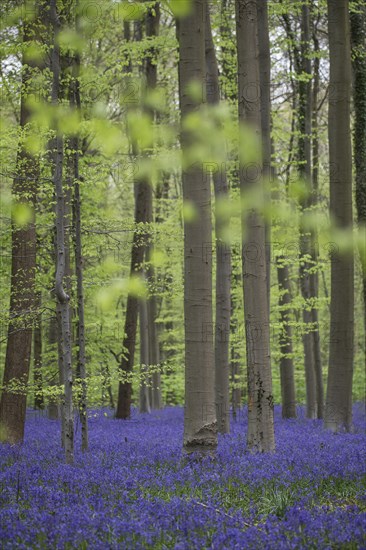 Bluebells