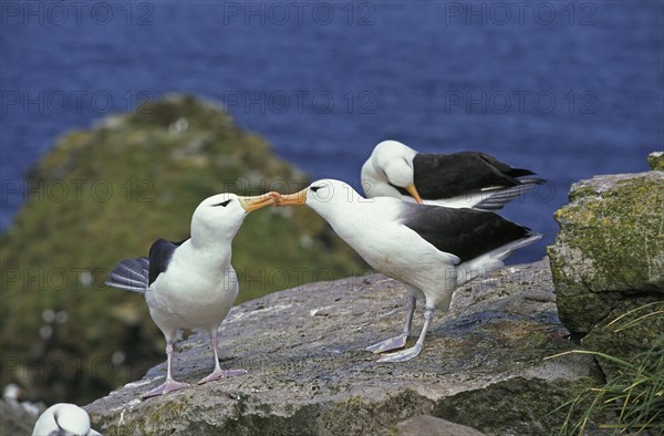 BLACK-BROWN ALBATROSS diomedea melanophris