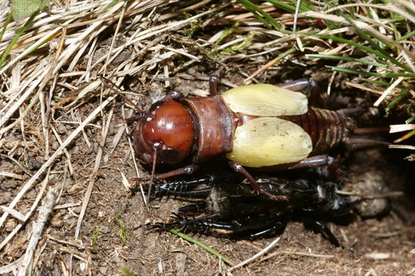 Field cricket