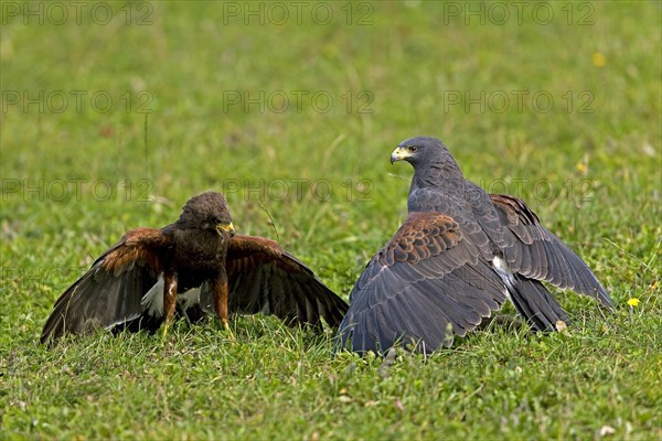 Harris's hawk