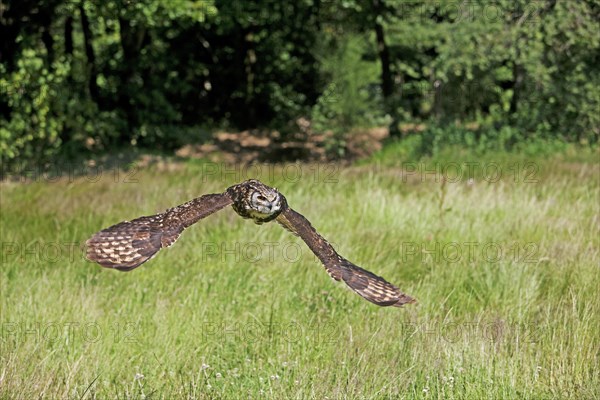 Cape Eagle Owl