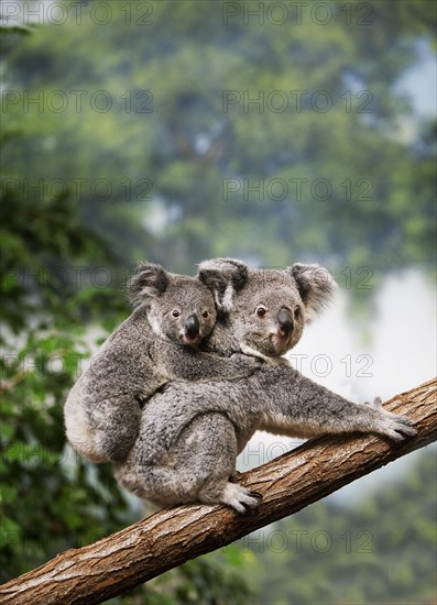 Koala