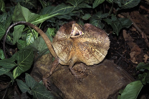 Frill necked Lizard