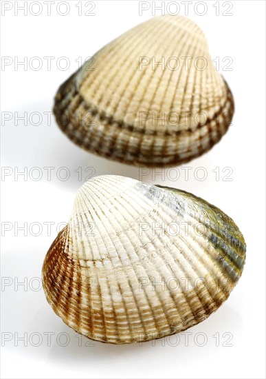 Common Cockle