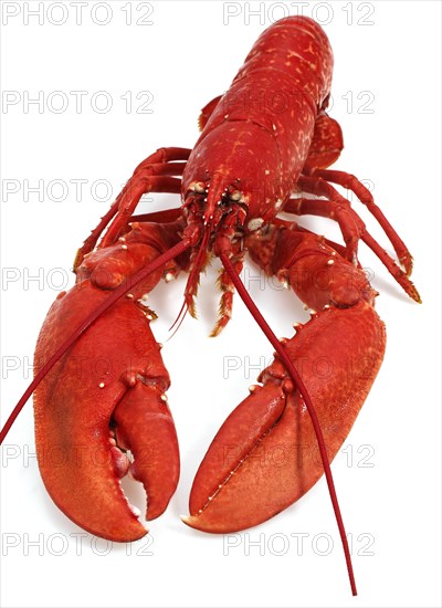 BOILED LOBSTER