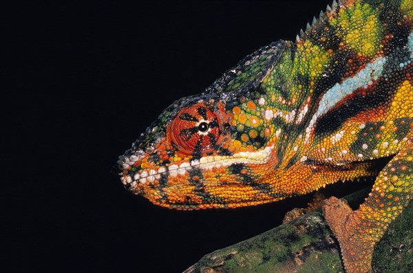 Jewelled Chameleon or Carpet Chameleon