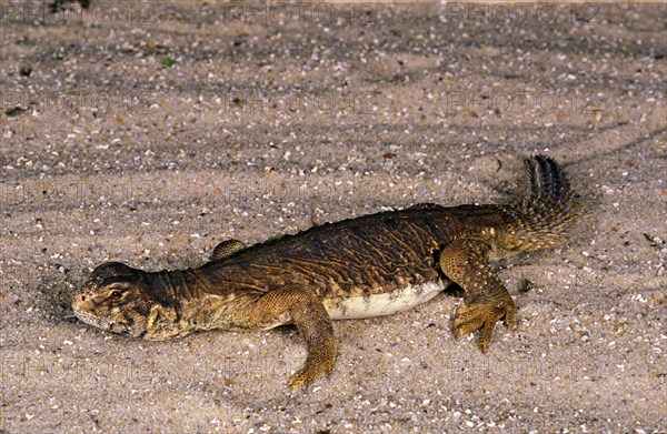 Egyptian spiny-tailed lizard