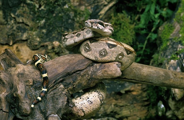 Boa constrictor