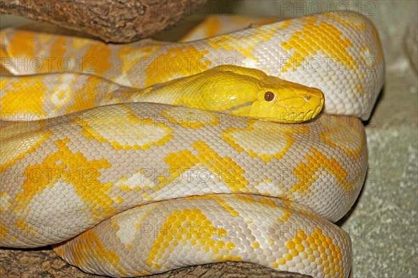 ALBINO RETICULATION PYTHON python reticulatus