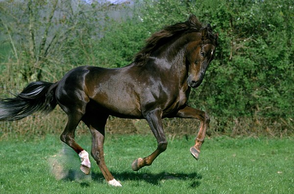 LUSITANO HORSE GALLOPS THROUGH THE MEADOW