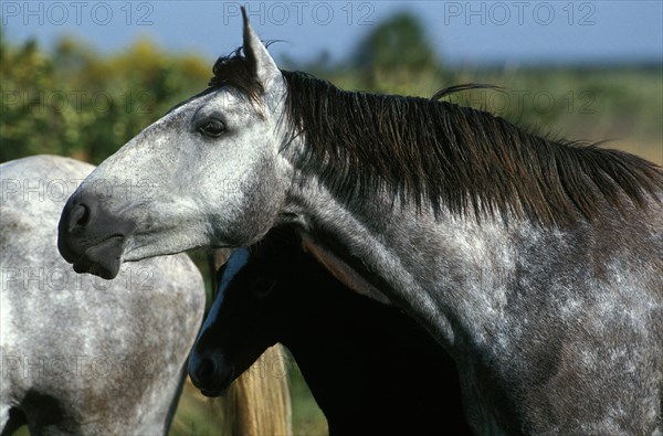 Lusitano horse