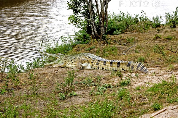 ORINOCO CROCODILE