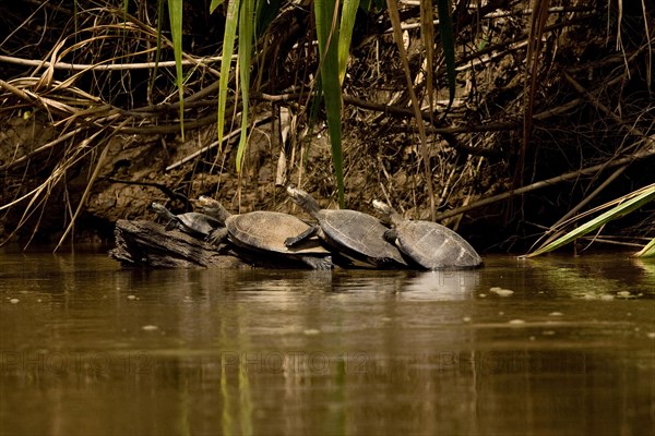 YELLOW-SPOTTED RIVER TURTLE