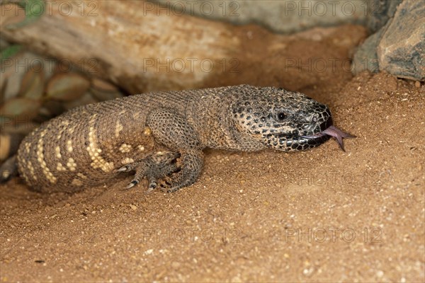 BEADED LIZARD