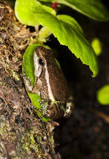 POISON BLACK FROG colostethus infraguttatus