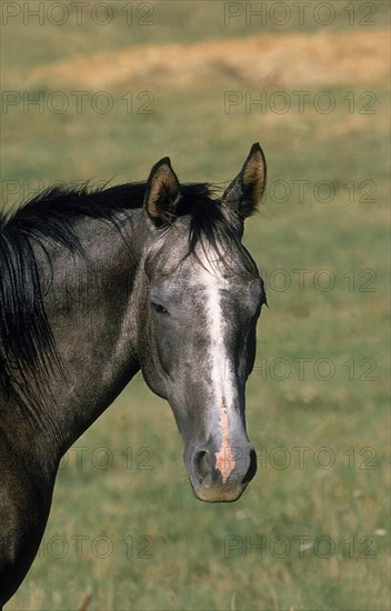 ARABIAN HORSE