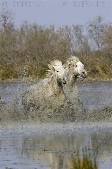 CAMARGUE HORSE