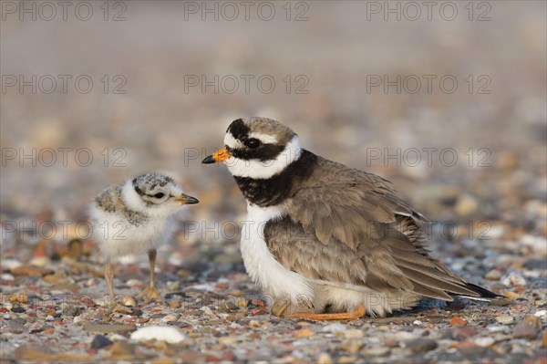 Ringed plover