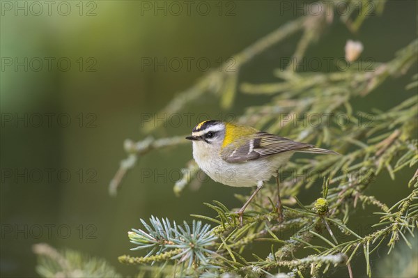 Common firecrest