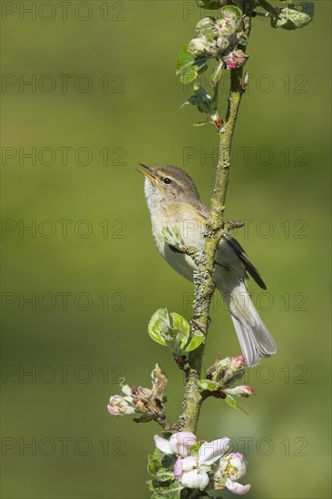 Common chiffchaff