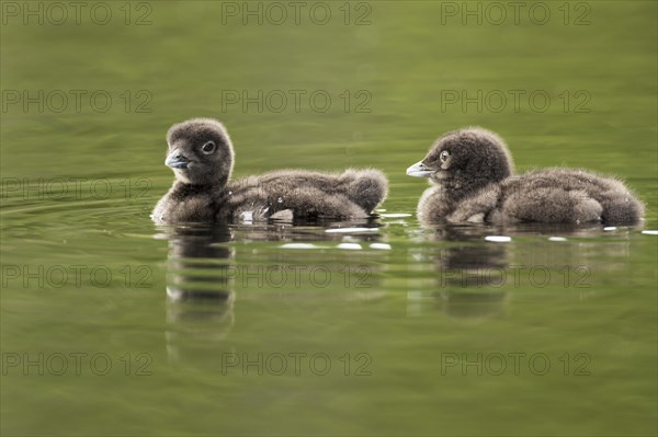 Common loon