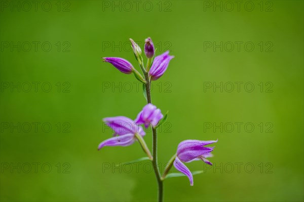 Wood anemone