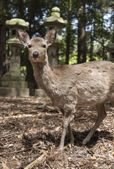 Sika deer and stone lanterns