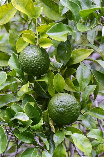 Frucht der Rauhschalenorange