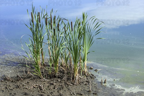 Common bulrush