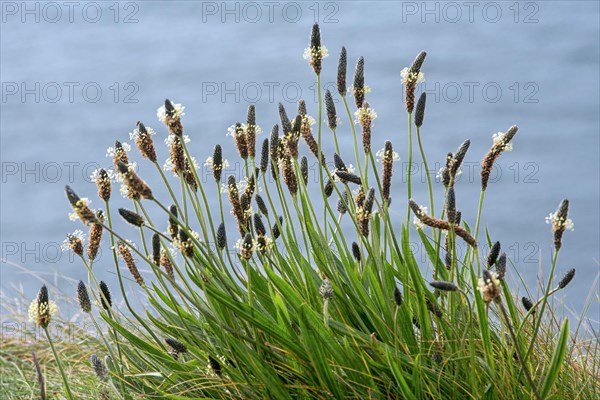 English plantain