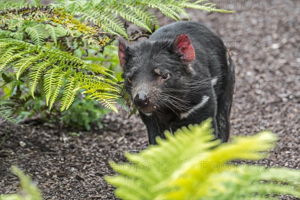 Tasmanian devil