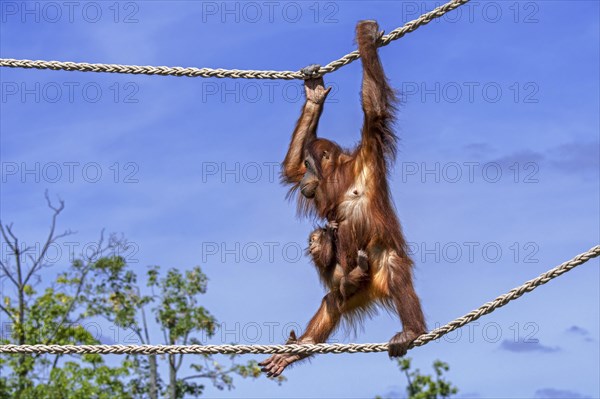 Sumatran orangutan