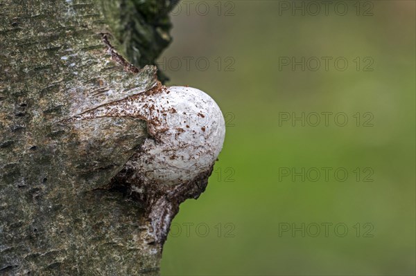 Emerging fruiting body