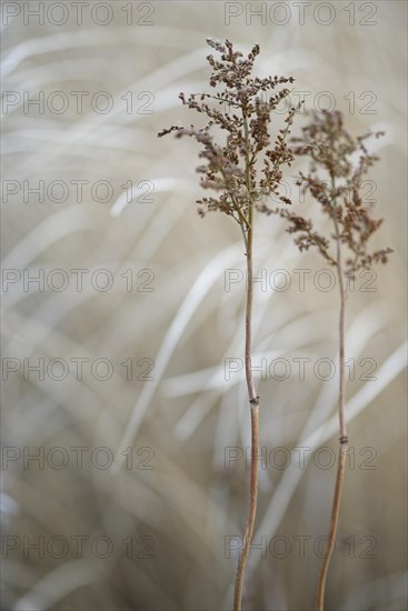 Great wood rush