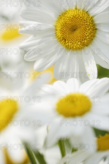 Common daisy