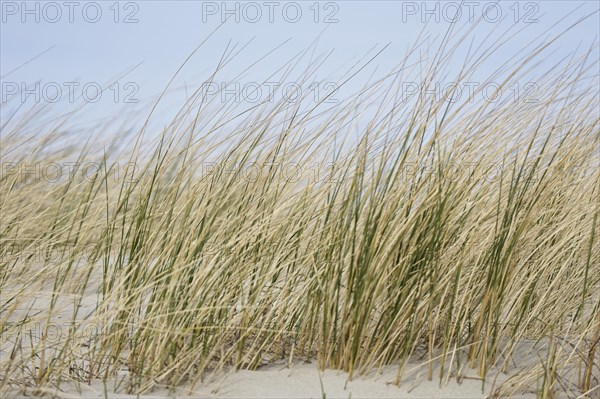 European Marram Grass