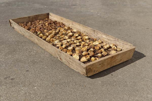 Drying common Common fig