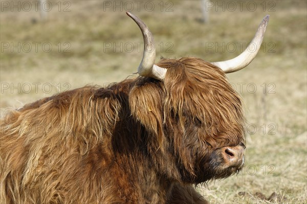Scottish Highland Cattle on pasture
