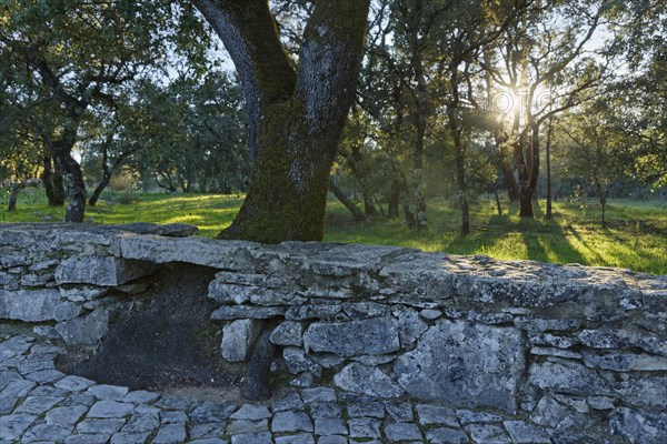 Holm Oak