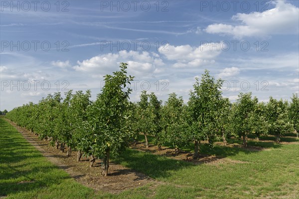 Apple tree plantation