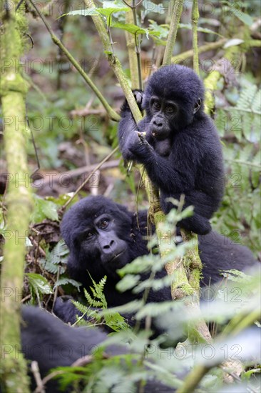 Female Mountain gorilla