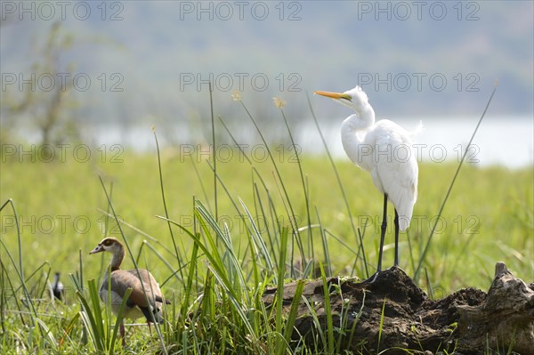 Great egret