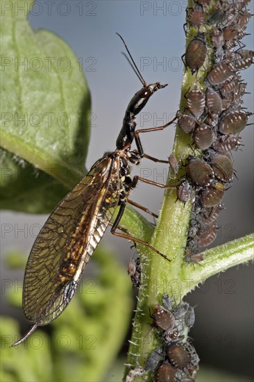 Camel neck fly