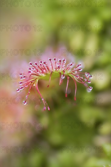 Common sundew