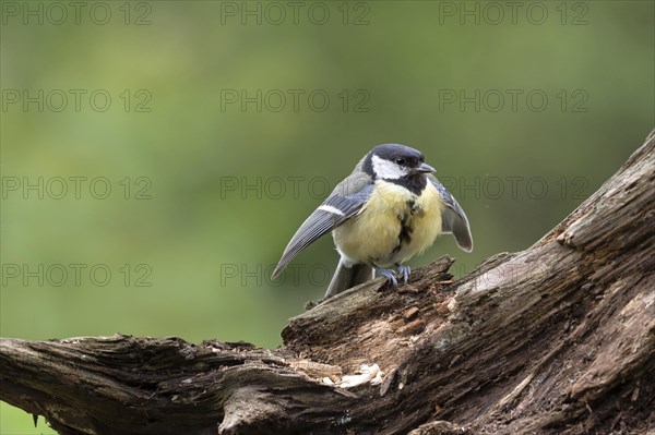 Great tit