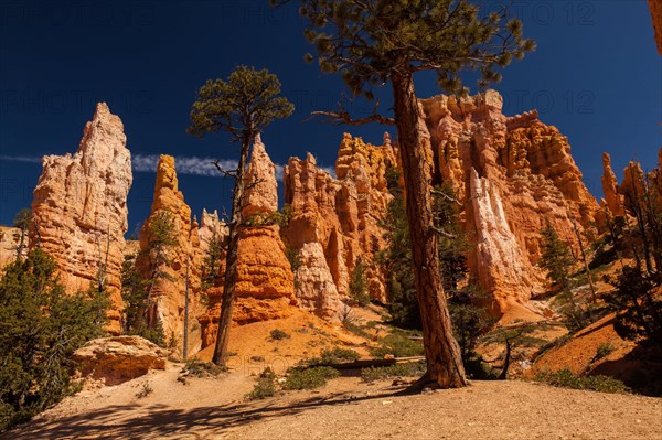 Navajo Loop Trail