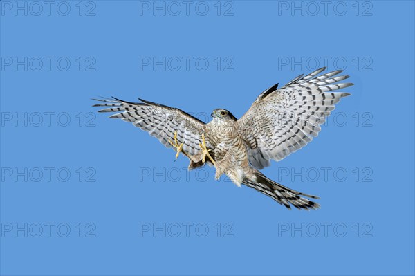 EUROPEAN SPARROWHAWK