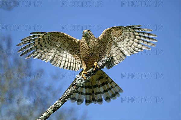European Sparrowhawk