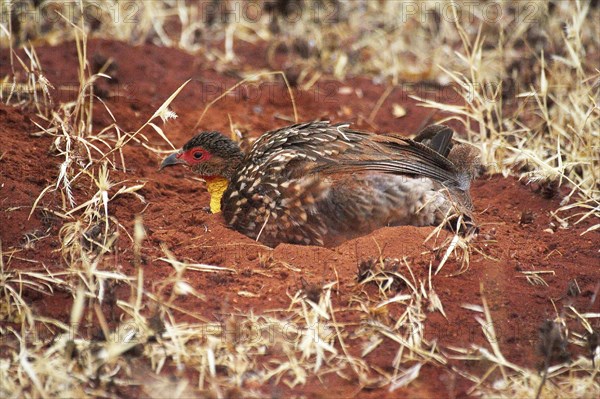 Yellow-Necked Spurfowl