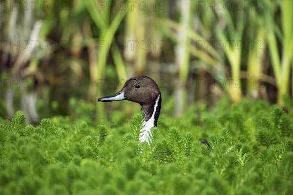 Northern Pintail